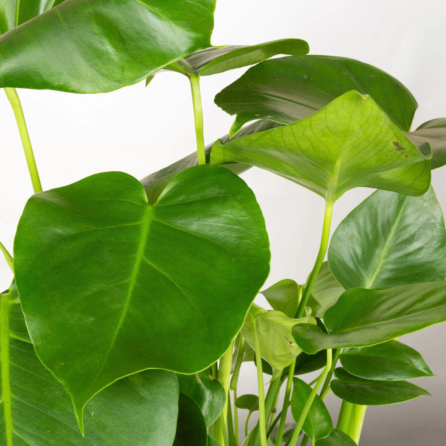 Monstera Deliciosa In Korb Gaby Natur, Topf-Ø 21 Cm, Höhe Ca. 40-60 Cm 4 Monstera Deliciosa In Korb Gaby Natur, Topf-Ø 21 Cm, Höhe Ca. 40-60 Cm – Bild 2