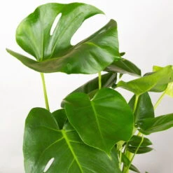 Monstera Deliciosa In Korb Gaby Natur, Topf-Ø 21 Cm, Höhe Ca. 40-60 Cm 9 Monstera Deliciosa In Korb Gaby Natur, Topf-Ø 21 Cm, Höhe Ca. 40-60 Cm -LECHUZA || Elho Verkaufsgeschäft 0220350048 Monstera Busch im Dekokorb Gaby T21 WS 3
