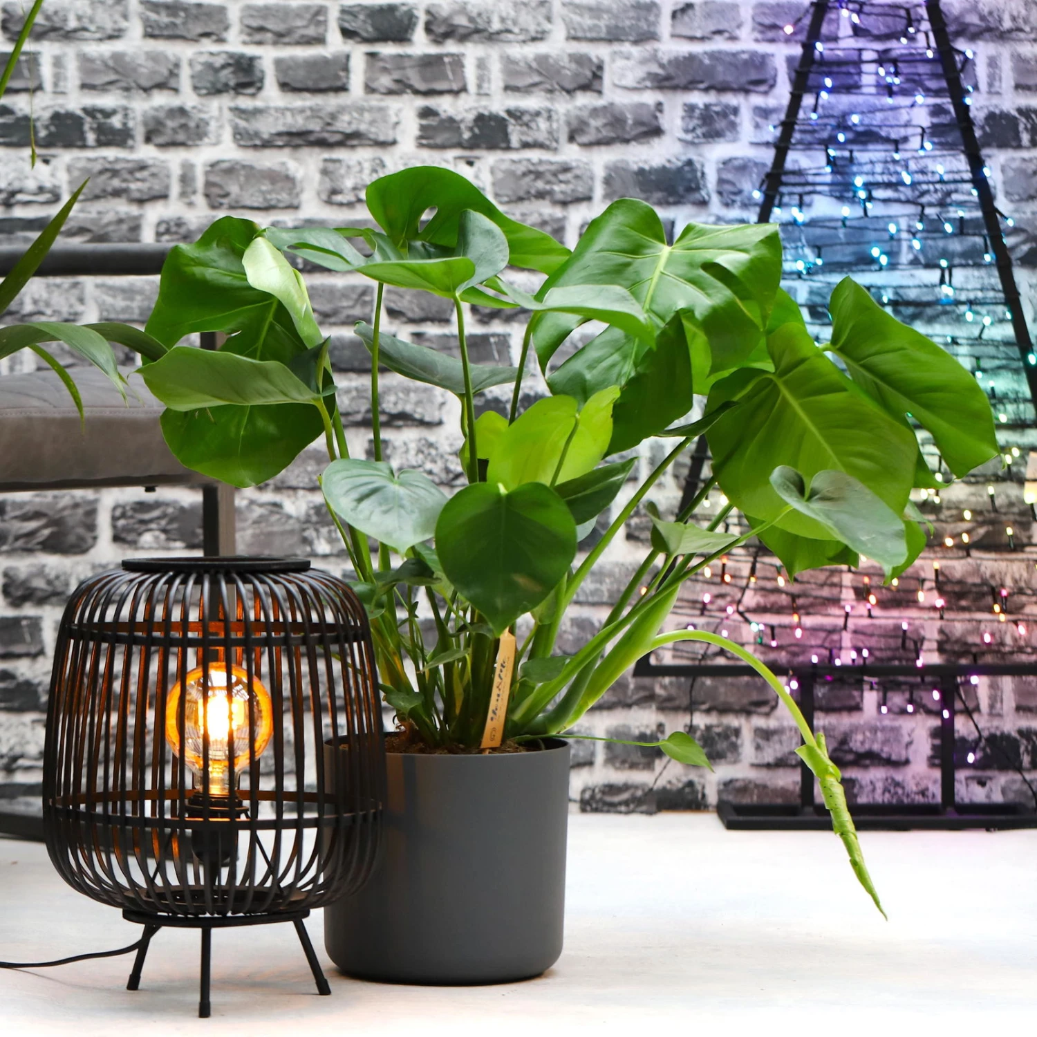 Monstera Deliciosa, Topf-Ø 21 Cm, Höhe Ca. 50-70 Cm 3 Monstera Deliciosa, Topf-Ø 21 Cm, Höhe Ca. 50-70 Cm