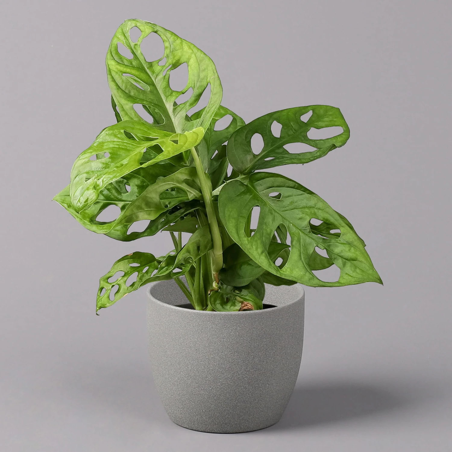 Monstera Adansonii, Topf-Ø 12 Cm, Höhe Ca. 25 Cm, 3er-Set 4 Monstera Adansonii, Topf-Ø 12 Cm, Höhe Ca. 25 Cm, 3er-Set – Bild 2