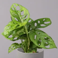 Monstera Adansonii, Topf-Ø 12 Cm, Höhe Ca. 25 Cm, 3er-Set 11 Monstera Adansonii, Topf-Ø 12 Cm, Höhe Ca. 25 Cm, 3er-Set -LECHUZA || Elho Verkaufsgeschäft 0220350068 Monstera adansonii T12 3er Set 2