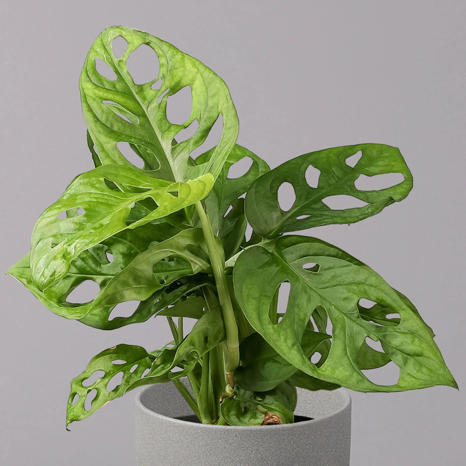 Monstera Adansonii, Topf-Ø 12 Cm, Höhe Ca. 25 Cm, 3er-Set 5 Monstera Adansonii, Topf-Ø 12 Cm, Höhe Ca. 25 Cm, 3er-Set – Bild 3