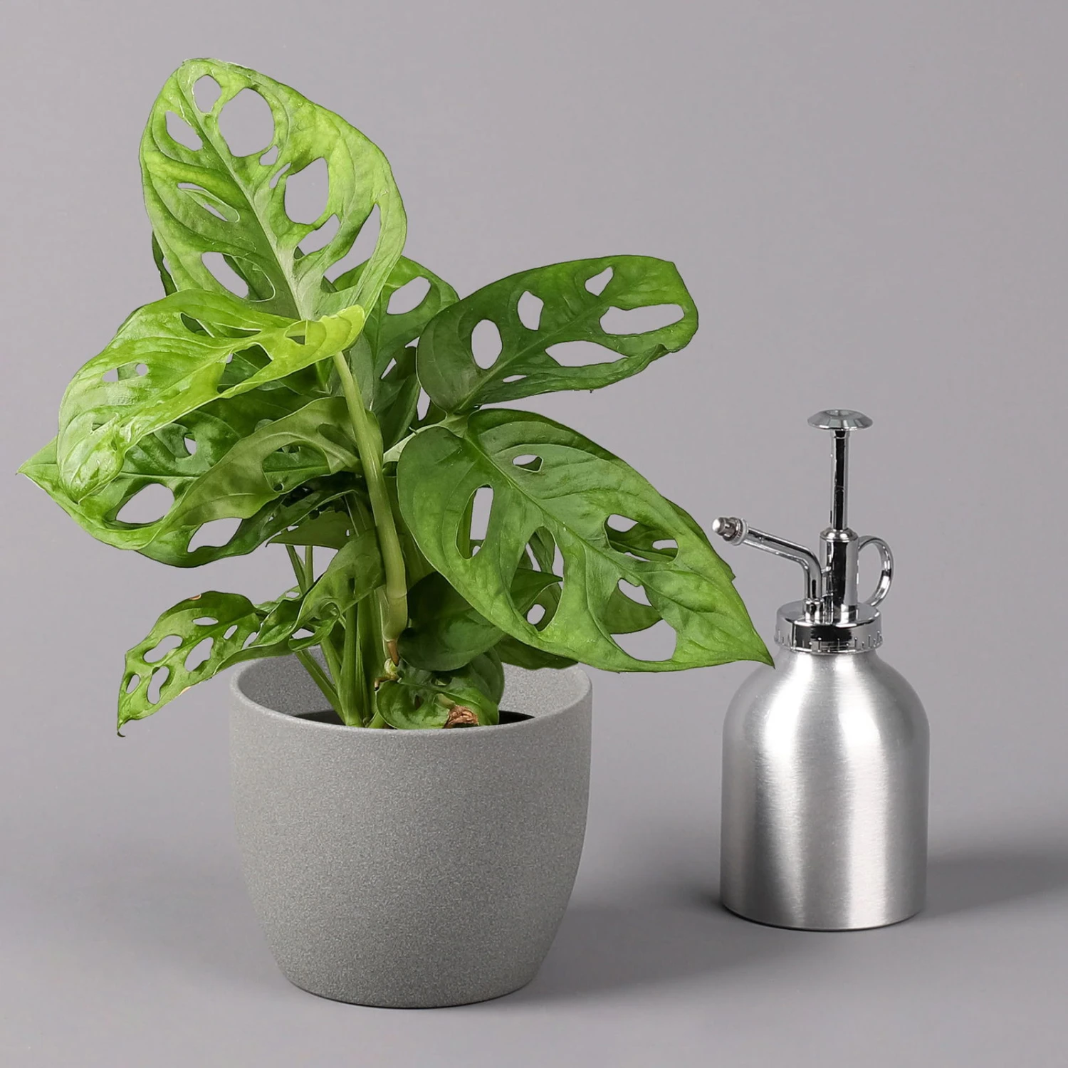 Monstera Adansonii, Topf-Ø 12 Cm, Höhe Ca. 25 Cm, 3er-Set 6 Monstera Adansonii, Topf-Ø 12 Cm, Höhe Ca. 25 Cm, 3er-Set – Bild 4