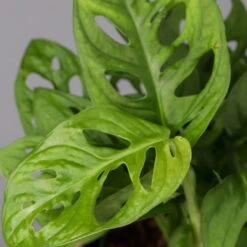 Monstera Adansonii, Topf-Ø 12 Cm, Höhe Ca. 25 Cm, 3er-Set 13 Monstera Adansonii, Topf-Ø 12 Cm, Höhe Ca. 25 Cm, 3er-Set -LECHUZA || Elho Verkaufsgeschäft 0220350068 Monstera adansonii T12 3er Set 4