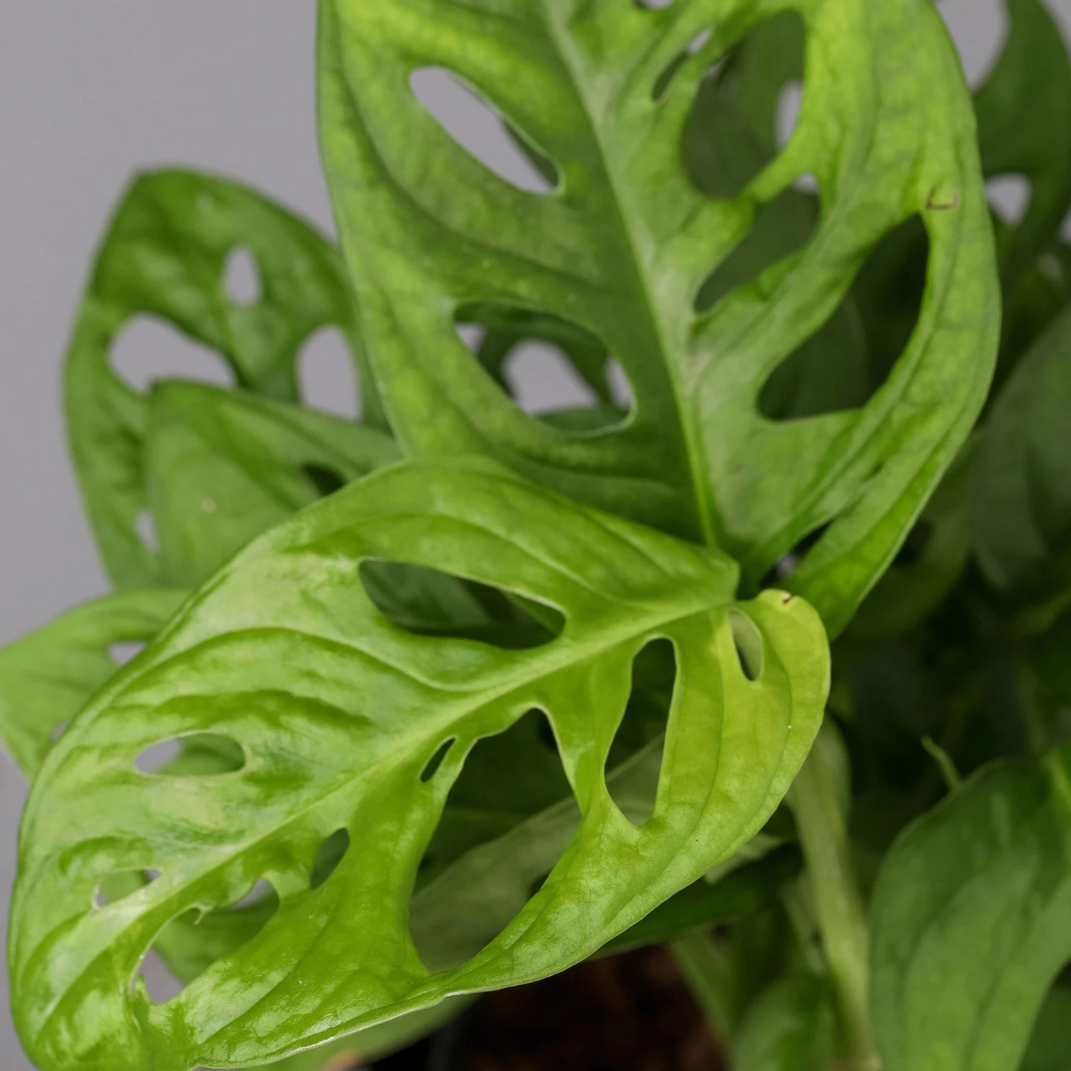 Monstera Adansonii, Topf-Ø 12 Cm, Höhe Ca. 25 Cm, 3er-Set 7 Monstera Adansonii, Topf-Ø 12 Cm, Höhe Ca. 25 Cm, 3er-Set – Bild 5