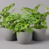 Monstera Adansonii, Topf-Ø 12 Cm, Höhe Ca. 25 Cm, 3er-Set