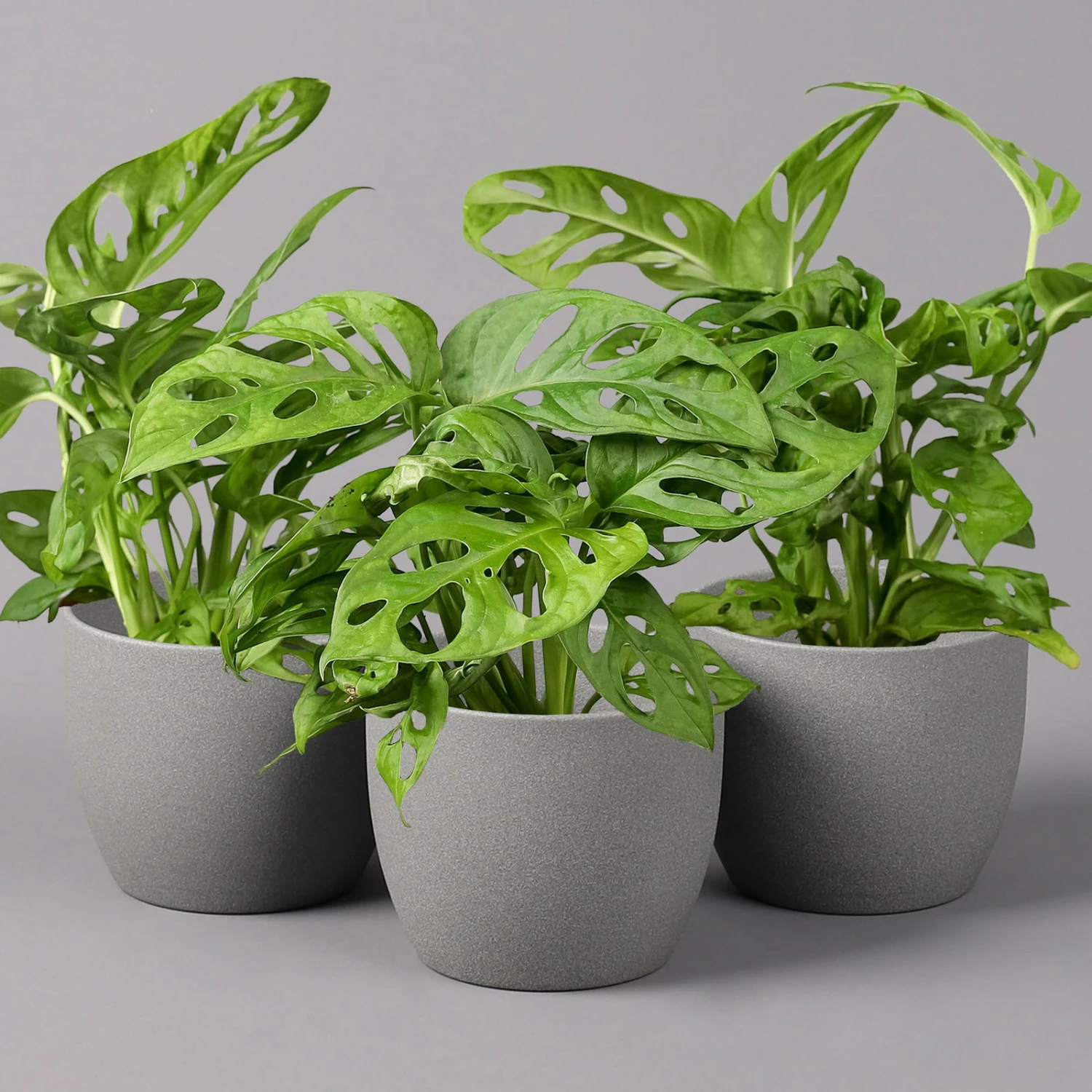 Monstera Adansonii, Topf-Ø 12 Cm, Höhe Ca. 25 Cm, 3er-Set 3 Monstera Adansonii, Topf-Ø 12 Cm, Höhe Ca. 25 Cm, 3er-Set