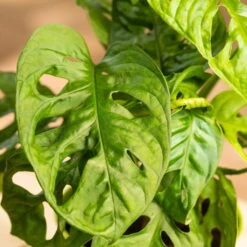 Monstera Adansonii In Übertopf Vibes Blau, Topf-Ø 12 Cm, Höhe Ca. 25 Cm 7 Monstera Adansonii In Übertopf Vibes Blau, Topf-Ø 12 Cm, Höhe Ca. 25 Cm -LECHUZA || Elho Verkaufsgeschäft 0220350126 0220350127 0220350128 0220350130 Monstera adansonii 124904 1