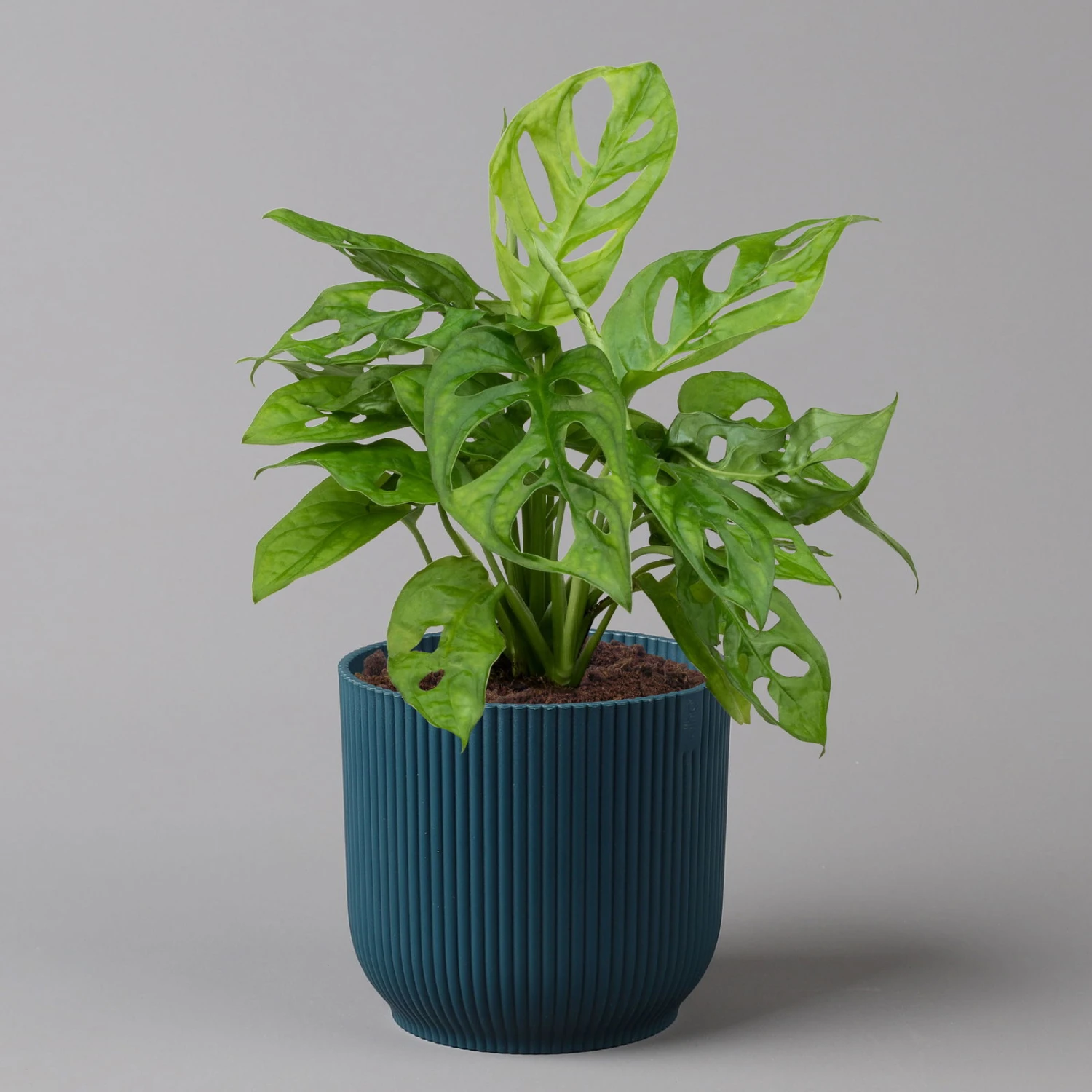 Monstera Adansonii In Übertopf Vibes Blau, Topf-Ø 12 Cm, Höhe Ca. 25 Cm 3 Monstera Adansonii In Übertopf Vibes Blau, Topf-Ø 12 Cm, Höhe Ca. 25 Cm