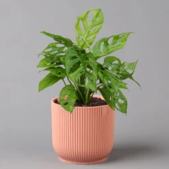 Monstera Adansonii In Übertopf Vibes Rosa, Topf-Ø 12 Cm, Höhe Ca. 25 Cm