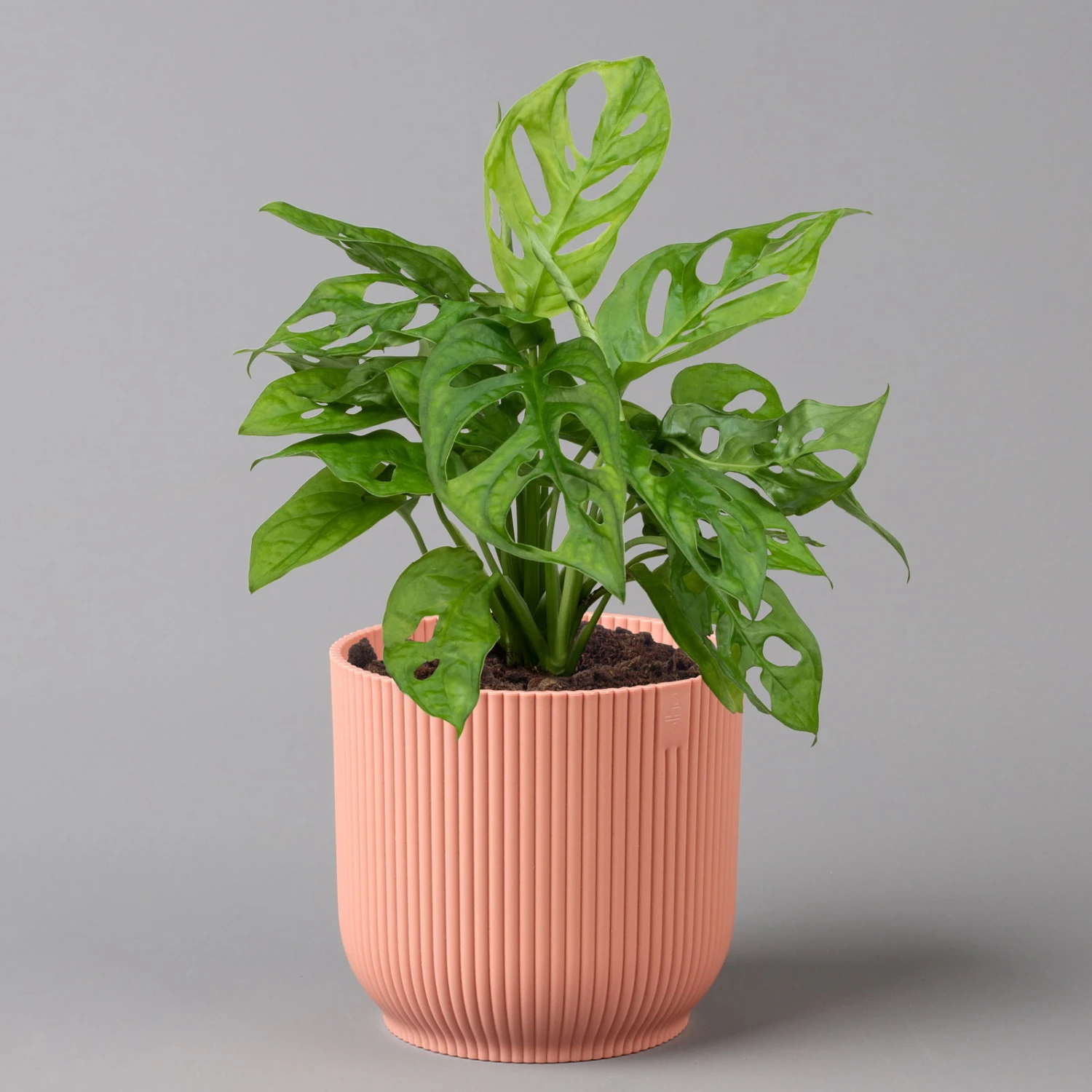 Monstera Adansonii In Übertopf Vibes Rosa, Topf-Ø 12 Cm, Höhe Ca. 25 Cm 3 Monstera Adansonii In Übertopf Vibes Rosa, Topf-Ø 12 Cm, Höhe Ca. 25 Cm