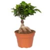 Ficus Microcarpa 'Ginseng', Topf-Ø 17 Cm, Höhe Ca. 40 Cm 1 Ficus Microcarpa 'Ginseng', Topf-Ø 17 Cm, Höhe Ca. 40 Cm -LECHUZA || Elho Verkaufsgeschäft 0220400913 Ficus microcarpa Ginseng 17cm T H 40cm
