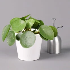 Pilea Peperomioides In Topf Dallas Weiß, Topf-Ø 12 Cm, Höhe Ca. 20 Cm -LECHUZA || Elho Verkaufsgeschäft 0220450175 Pilea peperomioides Dallas weiss 32