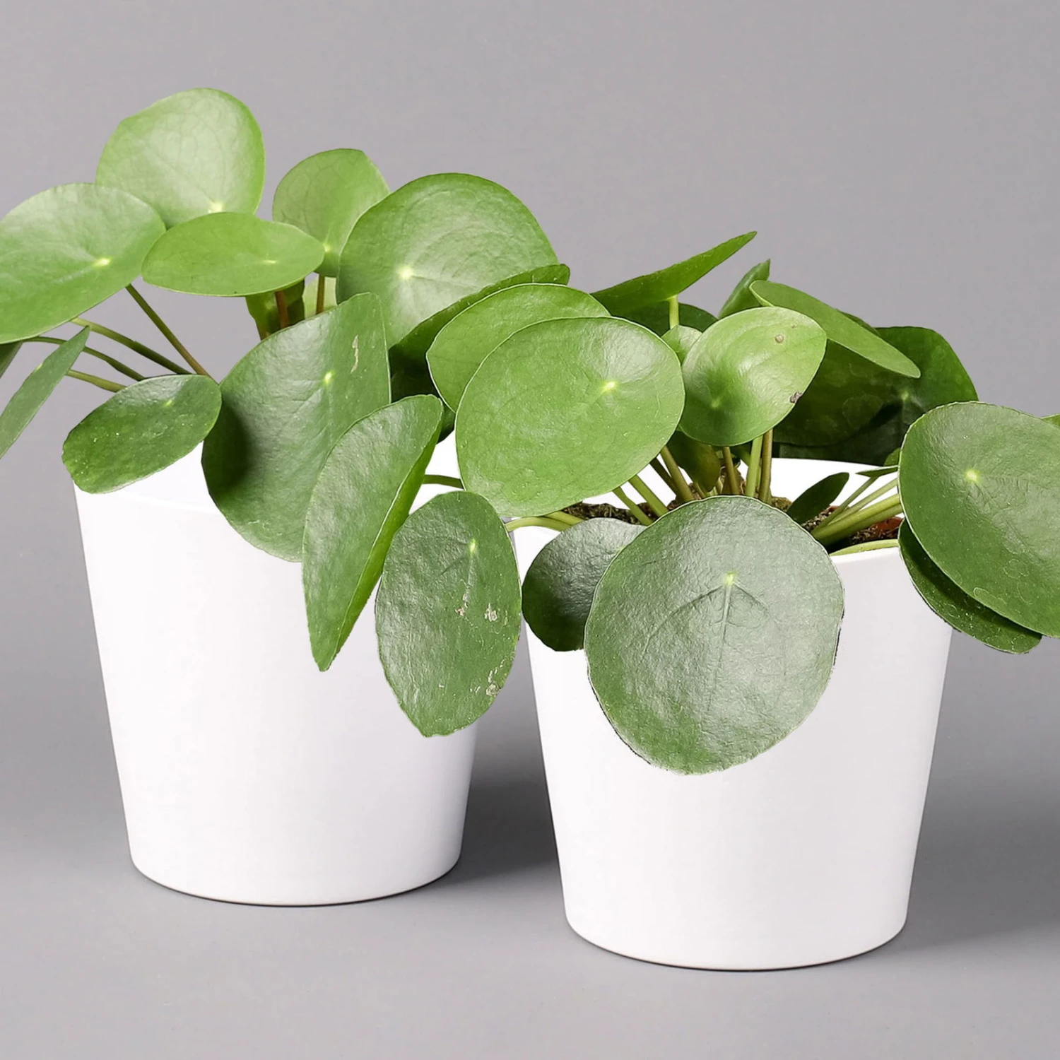 Pilea Peperomioides In Topf Dallas Weiß, Topf-Ø 12 Cm, Höhe Ca. 20 Cm, 2er-Set 3 Pilea Peperomioides In Topf Dallas Weiß, Topf-Ø 12 Cm, Höhe Ca. 20 Cm, 2er-Set