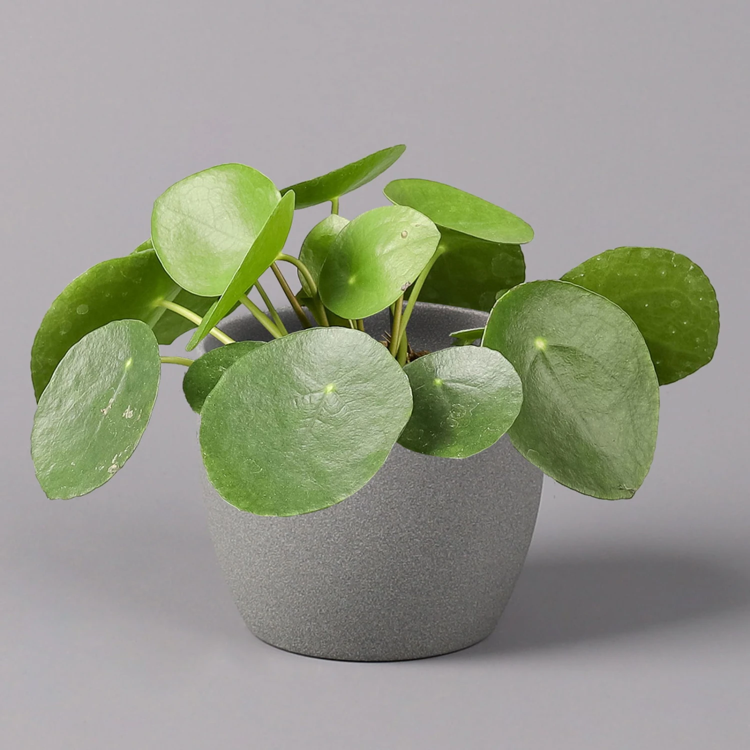 Pilea Peperomioides, Topf-Ø 12 Cm, Höhe Ca. 20 Cm, 3er-Set 4 Pilea Peperomioides, Topf-Ø 12 Cm, Höhe Ca. 20 Cm, 3er-Set – Bild 2