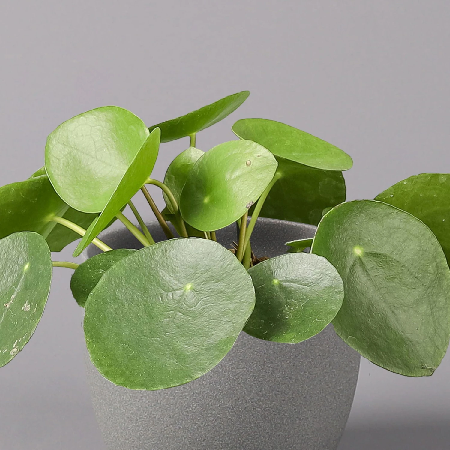 Pilea Peperomioides, Topf-Ø 12 Cm, Höhe Ca. 20 Cm, 3er-Set 5 Pilea Peperomioides, Topf-Ø 12 Cm, Höhe Ca. 20 Cm, 3er-Set – Bild 3