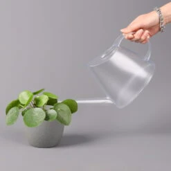 Pilea Peperomioides, Topf-Ø 12 Cm, Höhe Ca. 20 Cm, 3er-Set 12 Pilea Peperomioides, Topf-Ø 12 Cm, Höhe Ca. 20 Cm, 3er-Set -LECHUZA || Elho Verkaufsgeschäft 0220450177 Pilea peperomoides T12 3