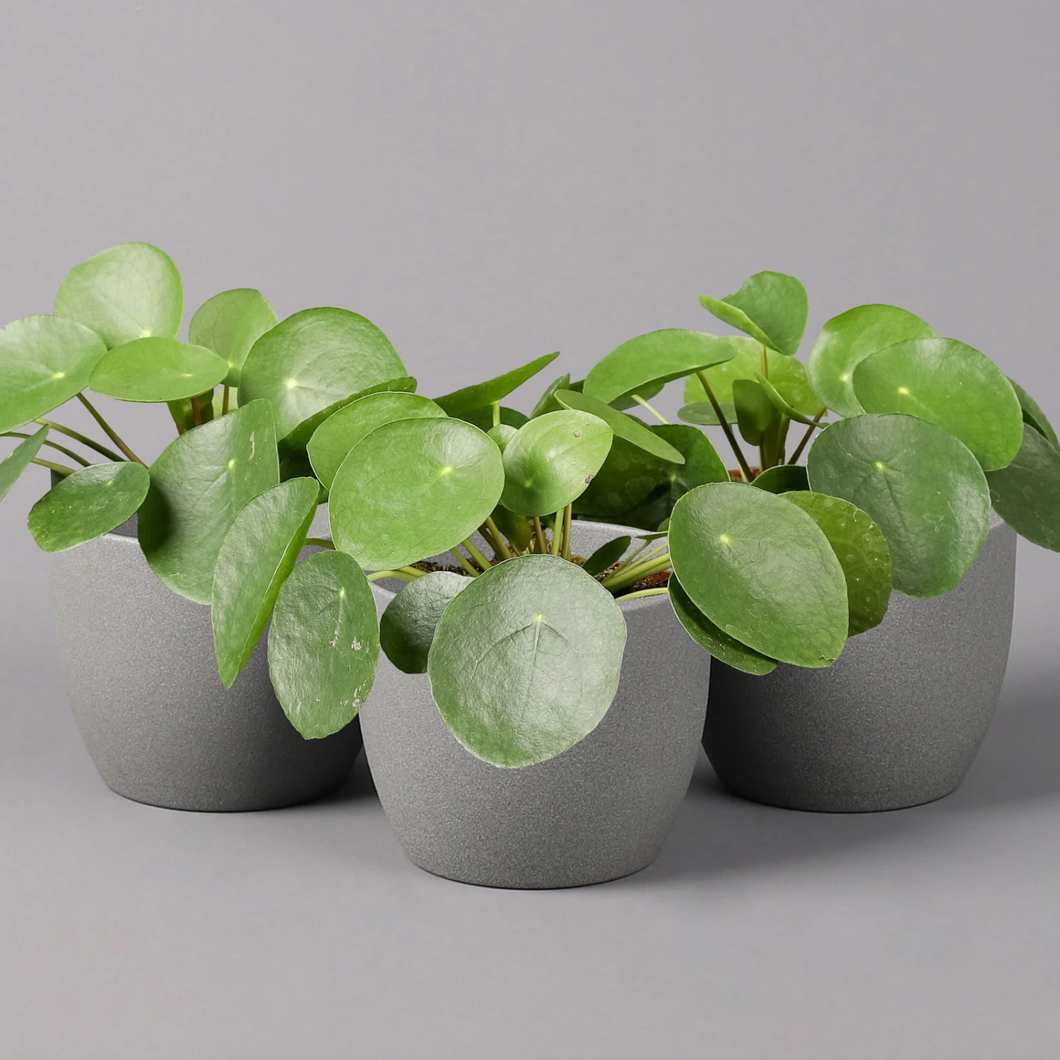 Pilea Peperomioides, Topf-Ø 12 Cm, Höhe Ca. 20 Cm, 3er-Set 3 Pilea Peperomioides, Topf-Ø 12 Cm, Höhe Ca. 20 Cm, 3er-Set