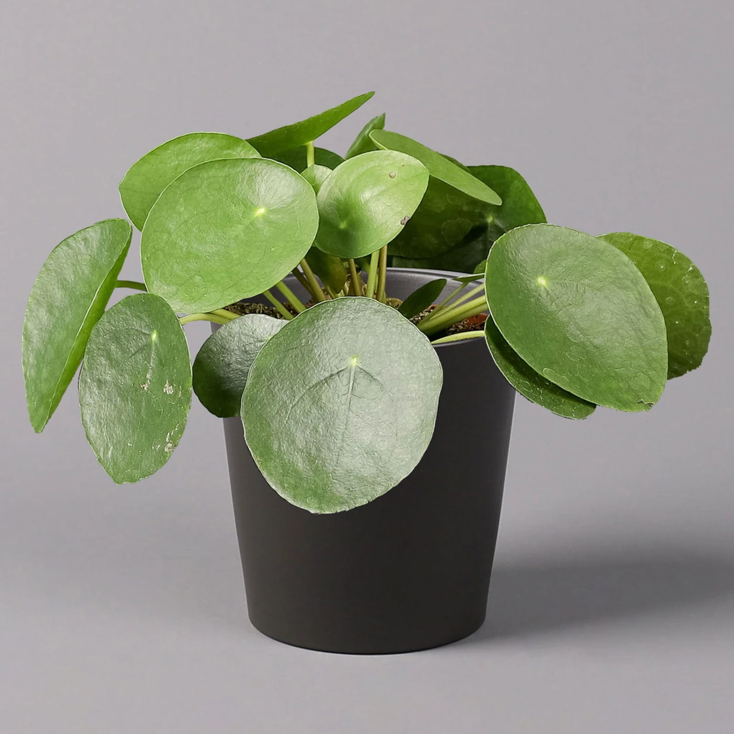 Pilea Peperomioides In Topf Dallas Anthrazit, Topf-Ø 12 Cm, H: Ca. 20 Cm 3 Pilea Peperomioides In Topf Dallas Anthrazit, Topf-Ø 12 Cm, H: Ca. 20 Cm