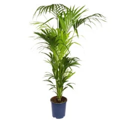 Kentiapalme, Topf-Ø 27 Cm, Höhe Ca. 180 Cm