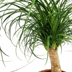 Elefantenfuß In Korb Maki, Topf-Ø 17 Cm, Höhe Ca. 50 Cm 10 Elefantenfuß In Korb Maki, Topf-Ø 17 Cm, Höhe Ca. 50 Cm -LECHUZA || Elho Verkaufsgeschäft 0220550439 Beaucarnea rec Stamm im Dekokorb