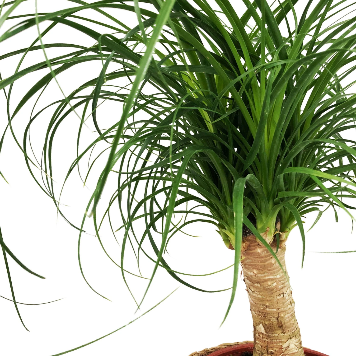 Elefantenfuß In Korb Maki, Topf-Ø 17 Cm, Höhe Ca. 50 Cm 5 Elefantenfuß In Korb Maki, Topf-Ø 17 Cm, Höhe Ca. 50 Cm – Bild 3