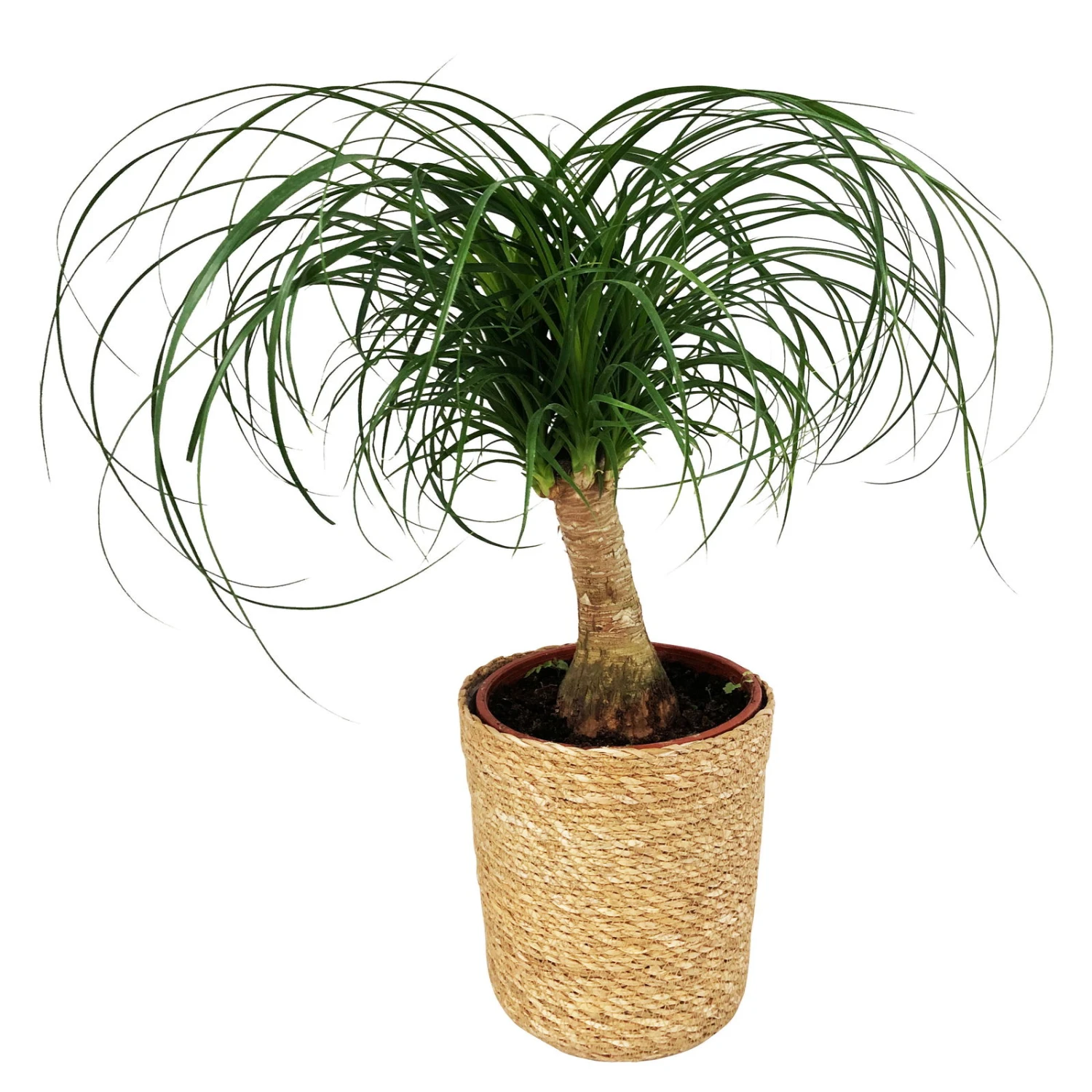 Elefantenfuß In Korb Maki, Topf-Ø 17 Cm, Höhe Ca. 50 Cm 4 Elefantenfuß In Korb Maki, Topf-Ø 17 Cm, Höhe Ca. 50 Cm – Bild 2