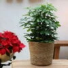 Schefflera Arboricola 'Nora', Topf-Ø 21 Cm, Höhe Ca. 55 Cm -LECHUZA || Elho Verkaufsgeschäft 0220550509 Schefflera arb Nora 3er Tuff