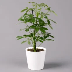 Strahlenaralie 'Nora' Inkl. Übertopf Dallas Weiß, Topf-Ø 13 Cm, 3er-Set 11 Strahlenaralie 'Nora' Inkl. Übertopf Dallas Weiß, Topf-Ø 13 Cm, 3er-Set -LECHUZA || Elho Verkaufsgeschäft 0220550536 Schefflera Nora im Topf Dallas weiss 1