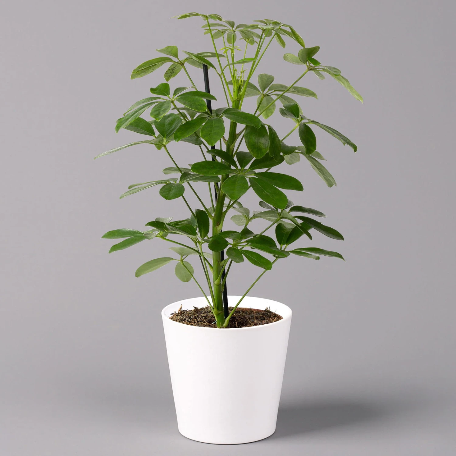 Strahlenaralie 'Nora' Inkl. Übertopf Dallas Weiß, Topf-Ø 13 Cm, 3er-Set 4 Strahlenaralie 'Nora' Inkl. Übertopf Dallas Weiß, Topf-Ø 13 Cm, 3er-Set – Bild 2