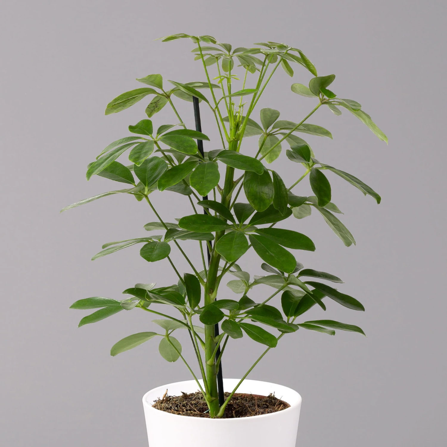 Strahlenaralie 'Nora' Inkl. Übertopf Dallas Weiß, Topf-Ø 13 Cm, 3er-Set 5 Strahlenaralie 'Nora' Inkl. Übertopf Dallas Weiß, Topf-Ø 13 Cm, 3er-Set – Bild 3