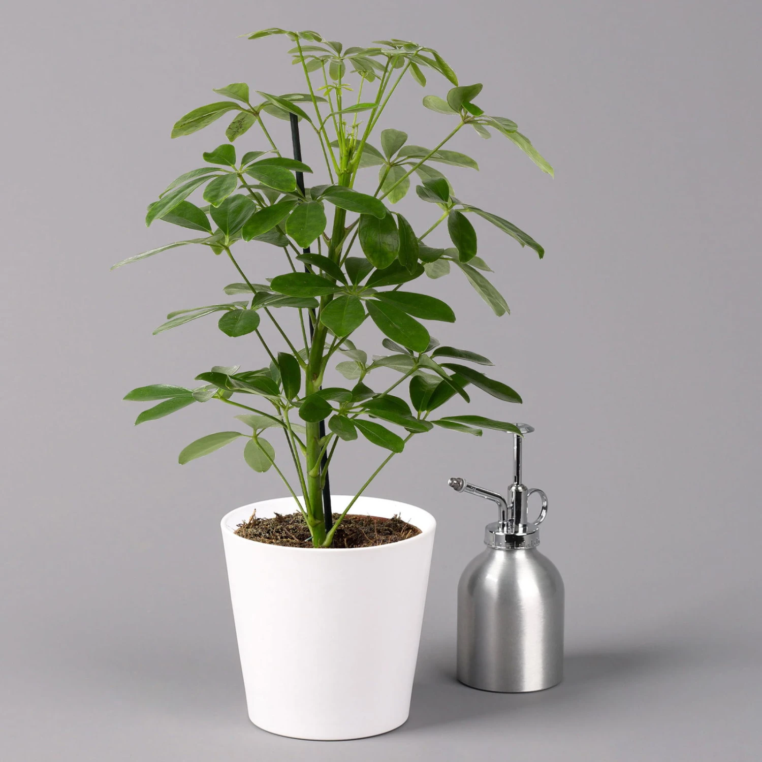 Strahlenaralie 'Nora' Inkl. Übertopf Dallas Weiß, Topf-Ø 13 Cm, 3er-Set 6 Strahlenaralie 'Nora' Inkl. Übertopf Dallas Weiß, Topf-Ø 13 Cm, 3er-Set – Bild 4