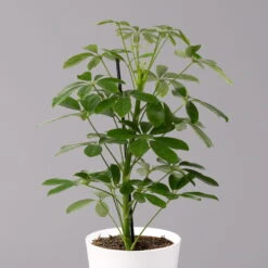 Strahlenaralie 'Nora' Inkl. Übertopf Dallas Weiß, Topf-Ø 13 Cm, 2er-Set -LECHUZA || Elho Verkaufsgeschäft 0220550540 Schefflera Nora im Topf Dallas weiss 2