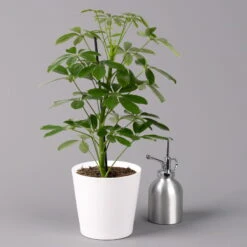 Strahlenaralie 'Nora' Inkl. Übertopf Dallas Weiß, Topf-Ø 13 Cm, 2er-Set -LECHUZA || Elho Verkaufsgeschäft 0220550540 Schefflera Nora im Topf Dallas weiss 3