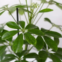 Strahlenaralie 'Nora' Inkl. Übertopf Dallas Weiß, Topf-Ø 13 Cm, 2er-Set -LECHUZA || Elho Verkaufsgeschäft 0220550540 Schefflera Nora im Topf Dallas weiss 4