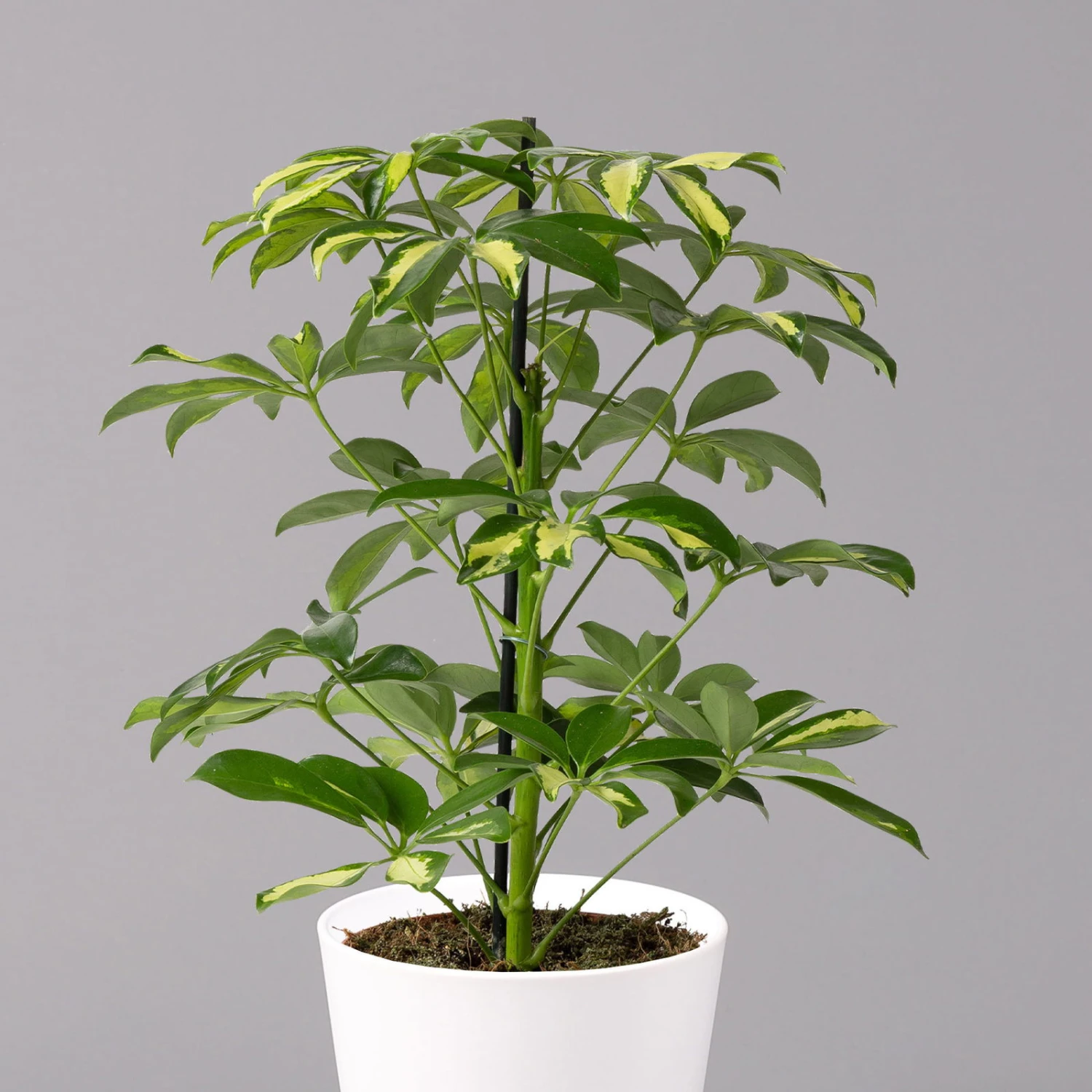 Strahlenaralie 'Gerda' Inkl. Keramiktopf Dallas Weiß, Topf 13 Cm Ø 4 Strahlenaralie 'Gerda' Inkl. Keramiktopf Dallas Weiß, Topf 13 Cm Ø – Bild 2