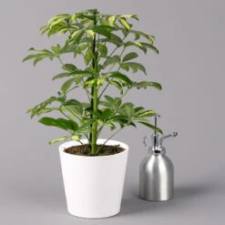 Strahlenaralie 'Gerda' Inkl. Keramiktopf Dallas Weiß, Topf 13 Cm Ø 11 Strahlenaralie 'Gerda' Inkl. Keramiktopf Dallas Weiß, Topf 13 Cm Ø -LECHUZA || Elho Verkaufsgeschäft 0220550543 Schefflera Gerda im Topf Dallas weiss 3