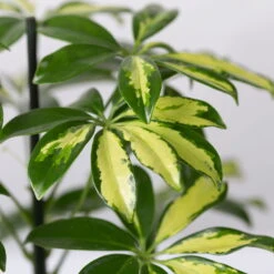 Strahlenaralie 'Gerda' Inkl. Keramiktopf Dallas Weiß, Topf 13 Cm Ø 12 Strahlenaralie 'Gerda' Inkl. Keramiktopf Dallas Weiß, Topf 13 Cm Ø -LECHUZA || Elho Verkaufsgeschäft 0220550543 Schefflera Gerda im Topf Dallas weiss 4