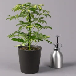 Strahlenaralie 'Gerda' Inkl. Keramiktopf Dallas Anthrazit, Topf 13cmØ, Höhe 55cm 11 Strahlenaralie 'Gerda' Inkl. Keramiktopf Dallas Anthrazit, Topf 13cmØ, Höhe 55cm -LECHUZA || Elho Verkaufsgeschäft 0220550544 Schefflera Gerda im Topf Dallas anthr 3