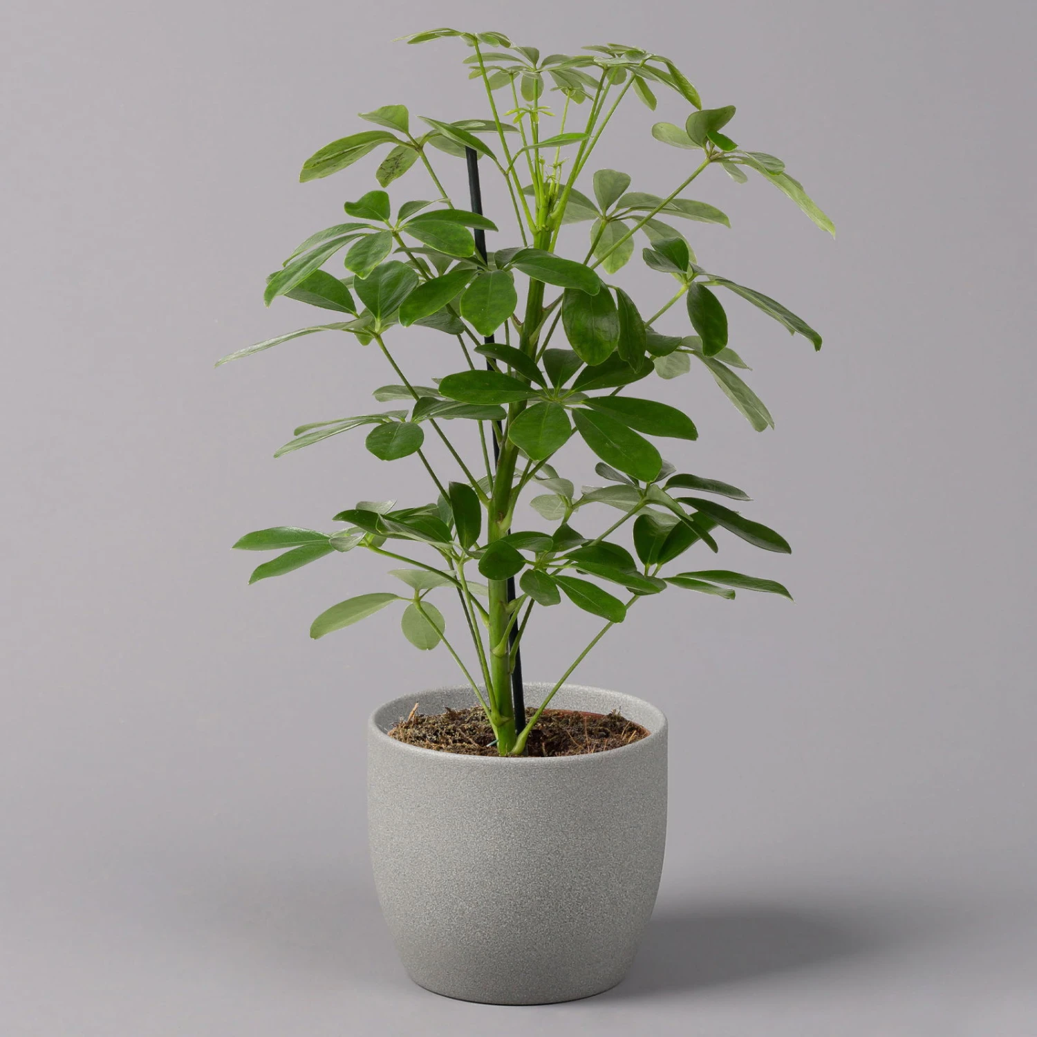 Strahlenaralie 'Nora', Topf 13 Cm Ø, Höhe Ca. 55 Cm, 3er-Set, 4 Strahlenaralie 'Nora', Topf 13 Cm Ø, Höhe Ca. 55 Cm, 3er-Set, – Bild 2