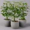 Strahlenaralie 'Nora', Topf 13 Cm Ø, Höhe Ca. 55 Cm, 3er-Set, -LECHUZA || Elho Verkaufsgeschäft 0220550556 Schefflera ar Nora 3er Set 13cm WS2