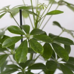 Strahlenaralie 'Nora' In Keramiktopf Bergamo Grün, Topf-Ø 13 Cm, Höhe Ca. 45 Cm -LECHUZA || Elho Verkaufsgeschäft 0220550563 Schefflera Nora mit Uebertopf Bergamo gruen 4 113332