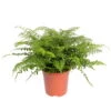 Asplenium 'Parvati', Topf-Ø 23 Cm, Höhe Ca. 50 Cm 2 Asplenium 'Parvati', Topf-Ø 23 Cm, Höhe Ca. 50 Cm -LECHUZA || Elho Verkaufsgeschäft 0220601388 Asplenium Parvati 24cm Topf Hoehe 50cm 119378