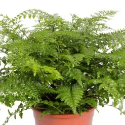 Asplenium 'Parvati', Topf-Ø 23 Cm, Höhe Ca. 50 Cm 9 Asplenium 'Parvati', Topf-Ø 23 Cm, Höhe Ca. 50 Cm -LECHUZA || Elho Verkaufsgeschäft 0220601388 Asplenium Parvati 24cm Topf Hoehe 50cm 1 118245