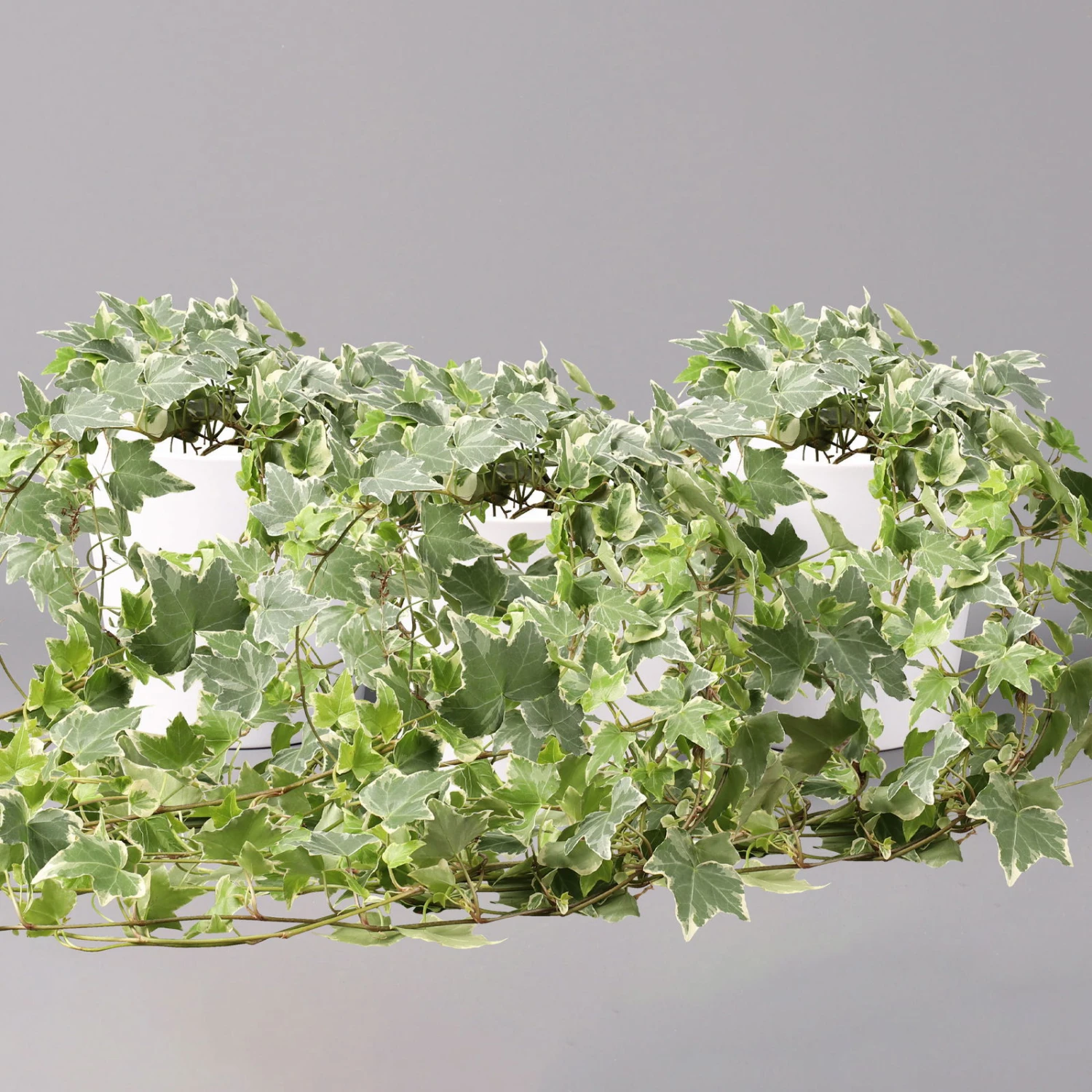 Hedera Helix 'Variegata' In Keramiktopf Dallas Weiß, Topf-Ø 12/13 Cm, 3er-Set 3 Hedera Helix 'Variegata' In Keramiktopf Dallas Weiß, Topf-Ø 12/13 Cm, 3er-Set