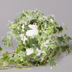 Hedera Helix 'Variegata' In Keramiktopf Dallas Weiß, Topf-Ø 12/13 Cm, 3er-Set 11 Hedera Helix 'Variegata' In Keramiktopf Dallas Weiß, Topf-Ø 12/13 Cm, 3er-Set -LECHUZA || Elho Verkaufsgeschäft 0220650237 Hedera weissbunt in Topf Dallas weiss 1