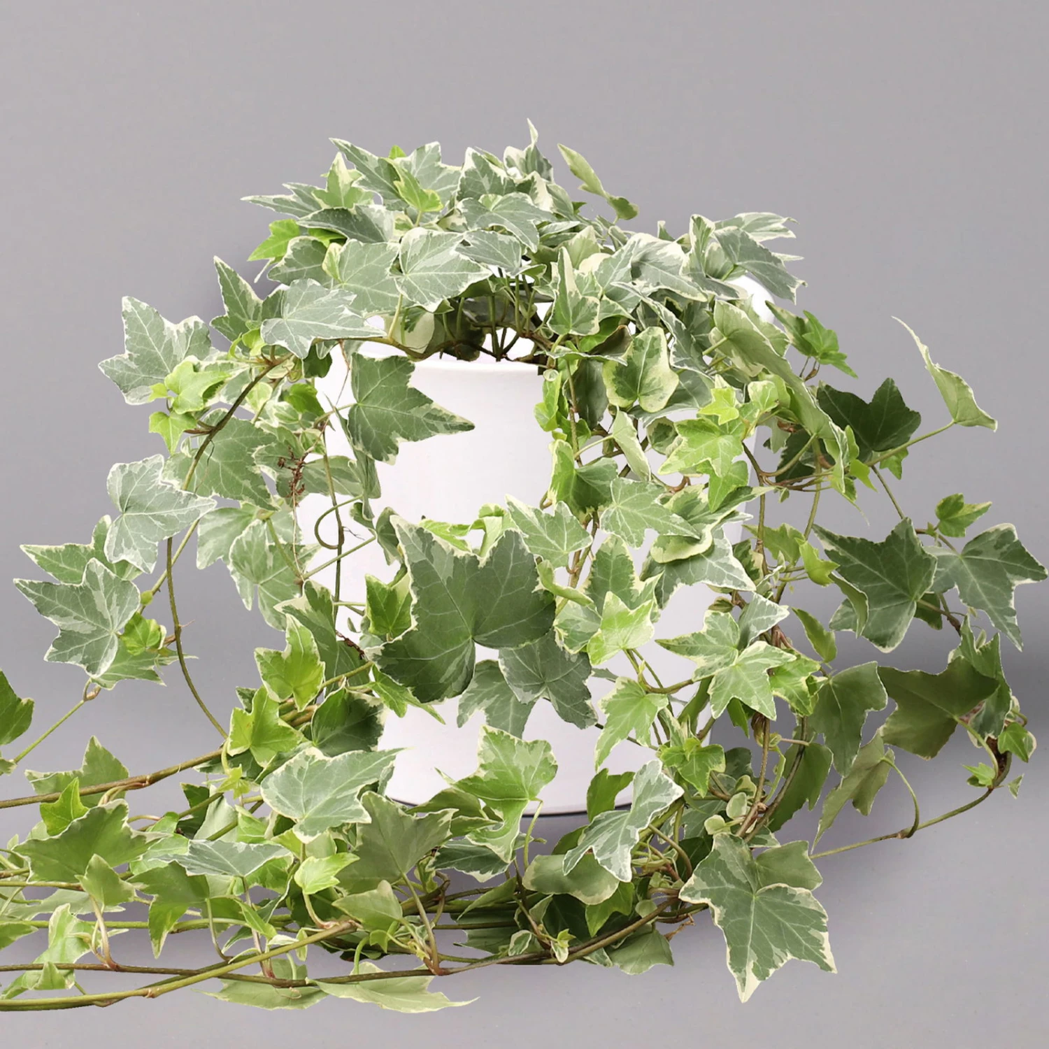 Hedera Helix 'Variegata' In Keramiktopf Dallas Weiß, Topf-Ø 12/13 Cm, 3er-Set 4 Hedera Helix 'Variegata' In Keramiktopf Dallas Weiß, Topf-Ø 12/13 Cm, 3er-Set – Bild 2