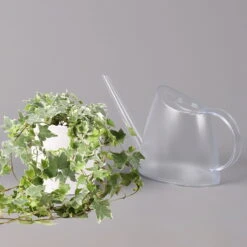 Hedera Helix 'Variegata' In Keramiktopf Dallas Weiß, Topf-Ø 12/13 Cm, 3er-Set 13 Hedera Helix 'Variegata' In Keramiktopf Dallas Weiß, Topf-Ø 12/13 Cm, 3er-Set -LECHUZA || Elho Verkaufsgeschäft 0220650237 Hedera weissbunt in Topf Dallas weiss 3