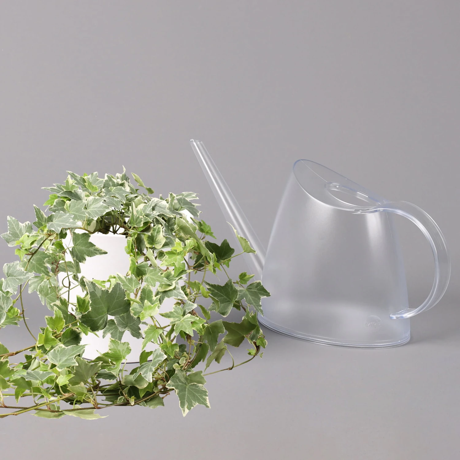 Hedera Helix 'Variegata' In Keramiktopf Dallas Weiß, Topf-Ø 12/13 Cm, 3er-Set 6 Hedera Helix 'Variegata' In Keramiktopf Dallas Weiß, Topf-Ø 12/13 Cm, 3er-Set – Bild 4