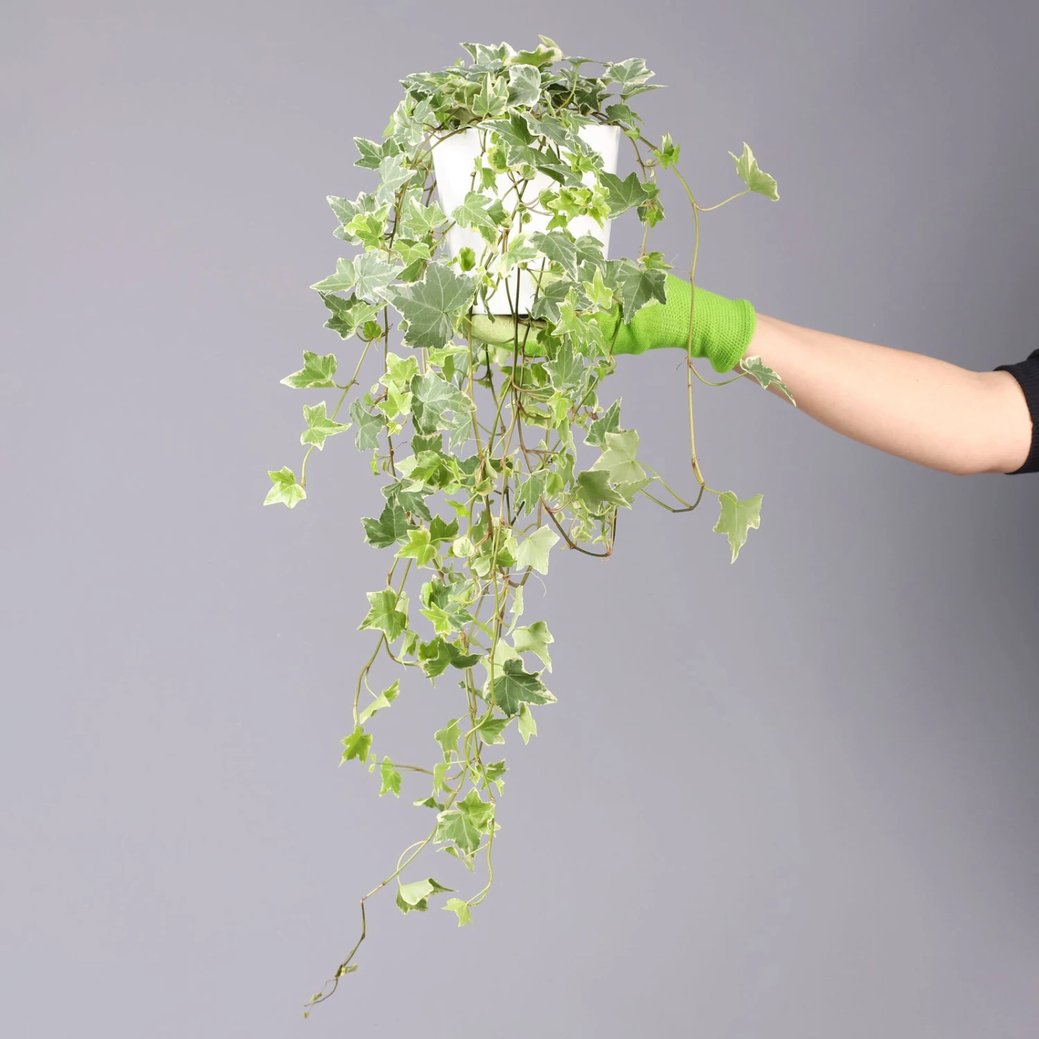 Hedera Helix 'Variegata' In Keramiktopf Dallas Weiß, Topf-Ø 12/13 Cm, 3er-Set 7 Hedera Helix 'Variegata' In Keramiktopf Dallas Weiß, Topf-Ø 12/13 Cm, 3er-Set – Bild 5